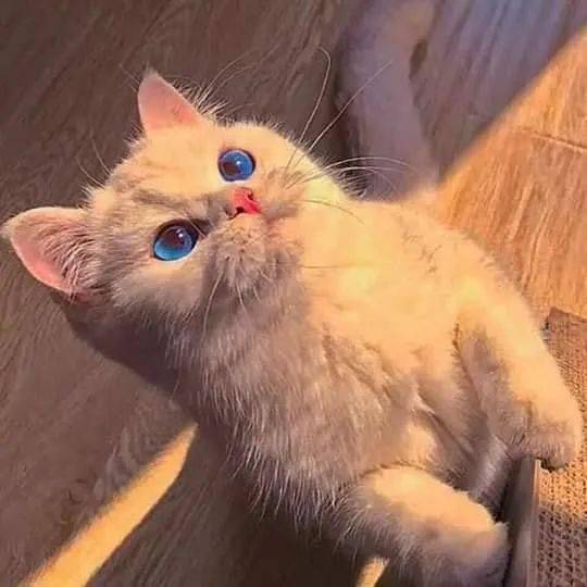这只小白猫的蓝眼睛好漂亮