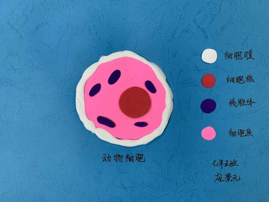 手塑物之细,笔绘微末胞——记天津一中七年级动植物细胞模型制作实践