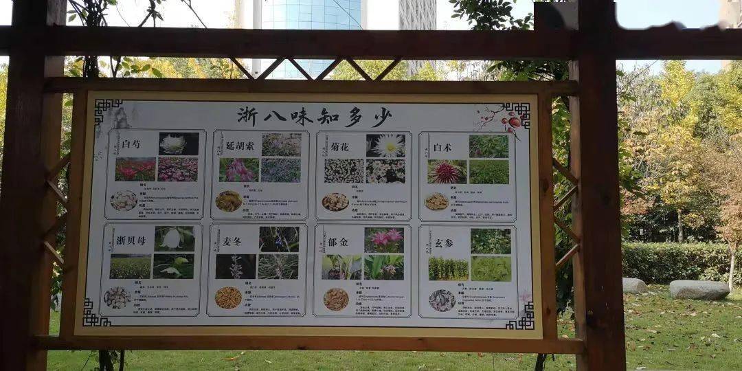 在校园播撒中草药传统文化的种子,"本草中华"拓展性课程入选杭州市