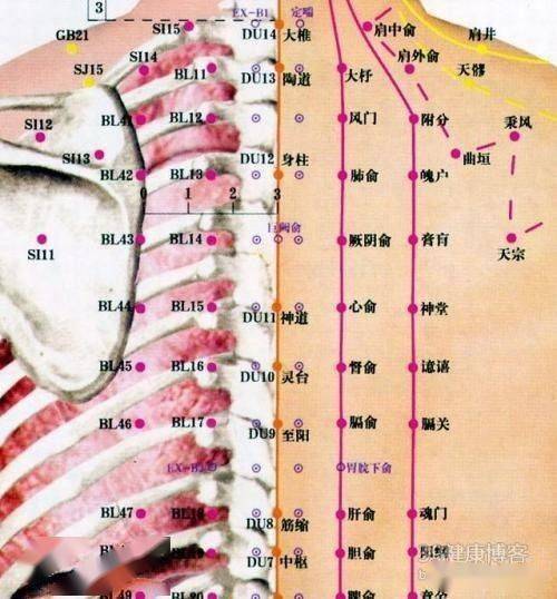 旁開脾俞意舍定膽俞陽綱十節布,內有中樞立中督九節之旁定肝俞,筋縮
