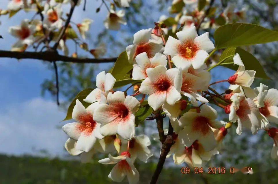 我从小溪边走来,多彩的石头不染泥垢,素色的裙角被昨日遗落的雨滴浸染