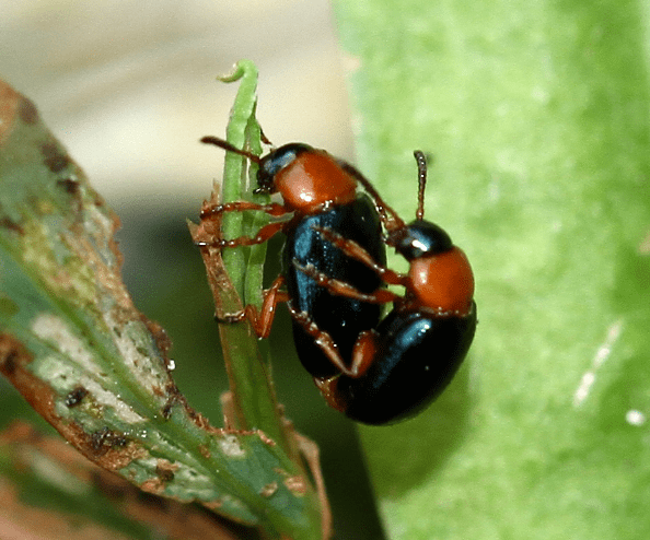 镜头里的大连常见昆虫叶甲系列2