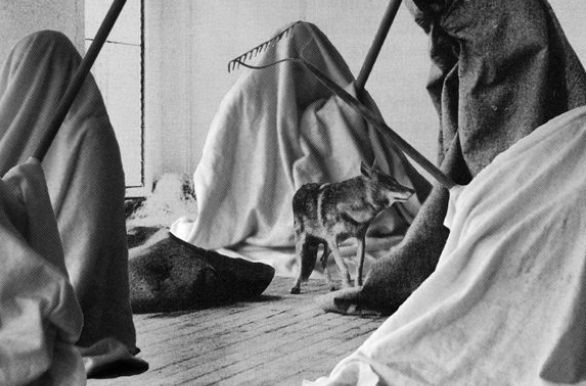 德国艺术家约瑟夫·博伊斯(joseph beuys)的作品代替了城市绿化管理