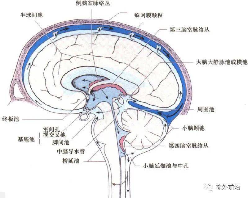 大脑前纵裂池图片