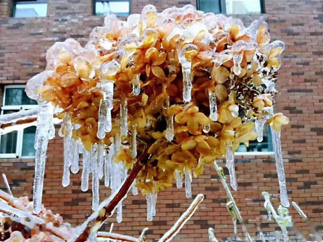 长春惊现"冻雨"奇观!这些图片你可能都没看过…_手机搜狐网