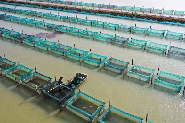 11月19日,泗洪县临淮镇蟹农从池塘网箱捕捞螃蟹(无人机照片).