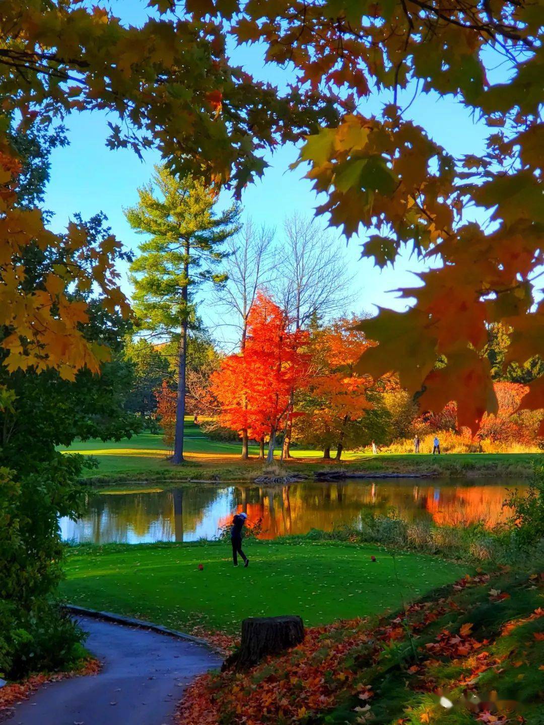 人间净土枫叶国加拿大的秋天
