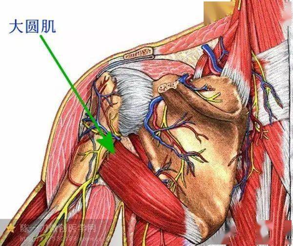 三角肌 ——三角肌的三部分覆蓋在肩部肱骨頭上方,並提供巨大的力量