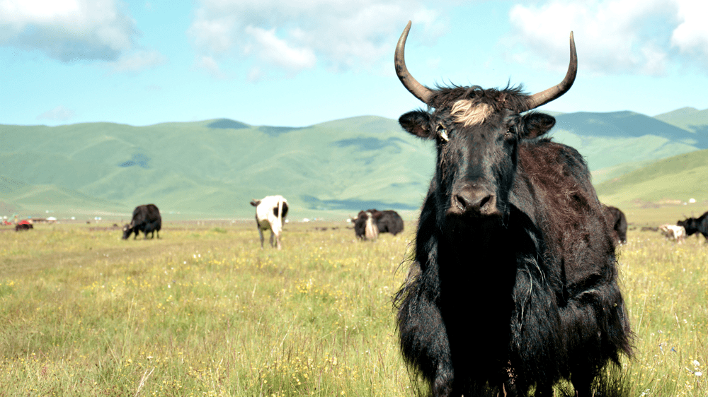 大草原上,栖息生养着数十万头世界四大著名牦牛品种之一的"麦洼牦牛"
