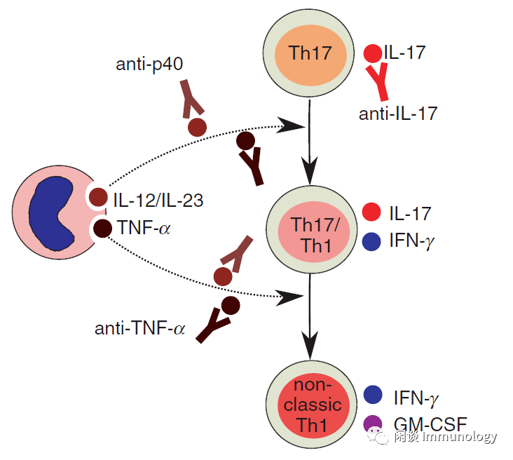 善变的th17顽固的自免疾病