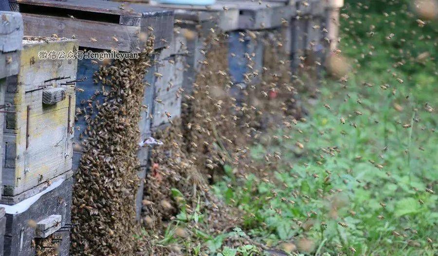 冬季蜜蜂大量死亡的四大原因