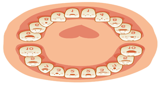 許多小朋友六齡齒的萌出一般在6-9歲,也會有部分小朋友較同齡人早或晚
