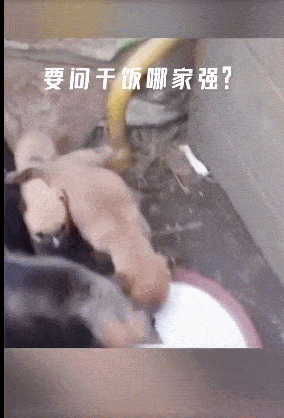 干饭的气势▼@猪猪今天吃了吗即使没有工具也要张开最大的嘴满足快乐