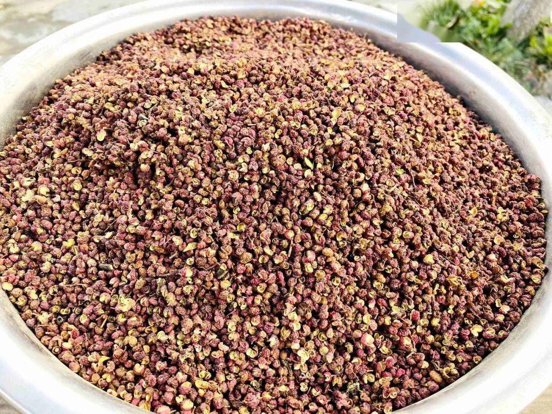 【聚焦金川】金川县:"红叶经济"红红火火