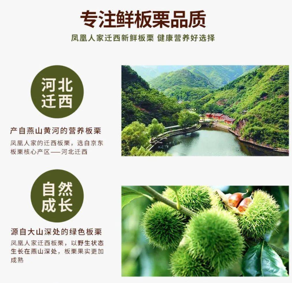 原产地来的正宗迁西板栗吃法多样养胃健脾超粉糯喷香煮熟孩子抢着吃