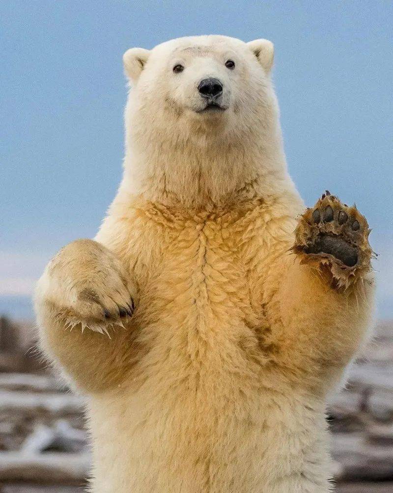 向人类挥手打招呼的可爱熊熊