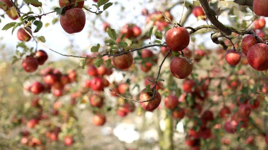汉源县九襄镇锦新村苹果丰收枝头红果农采摘甜心头