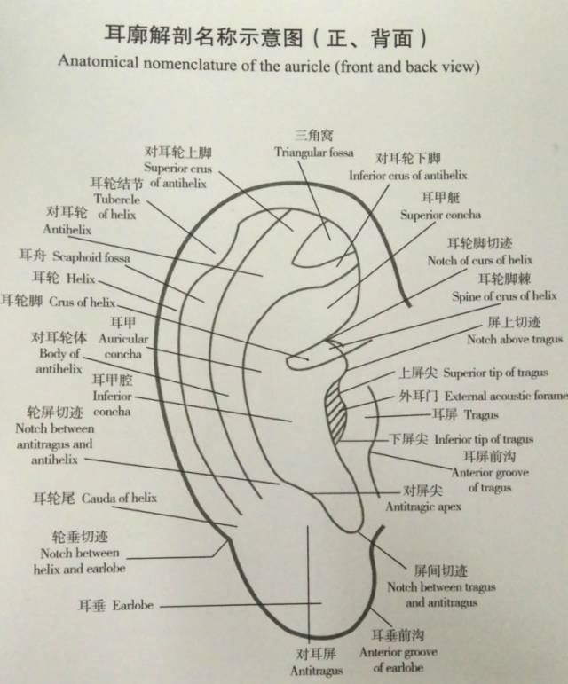 二,耳部的解剖与消化道相应的穴位在耳轮脚周围等