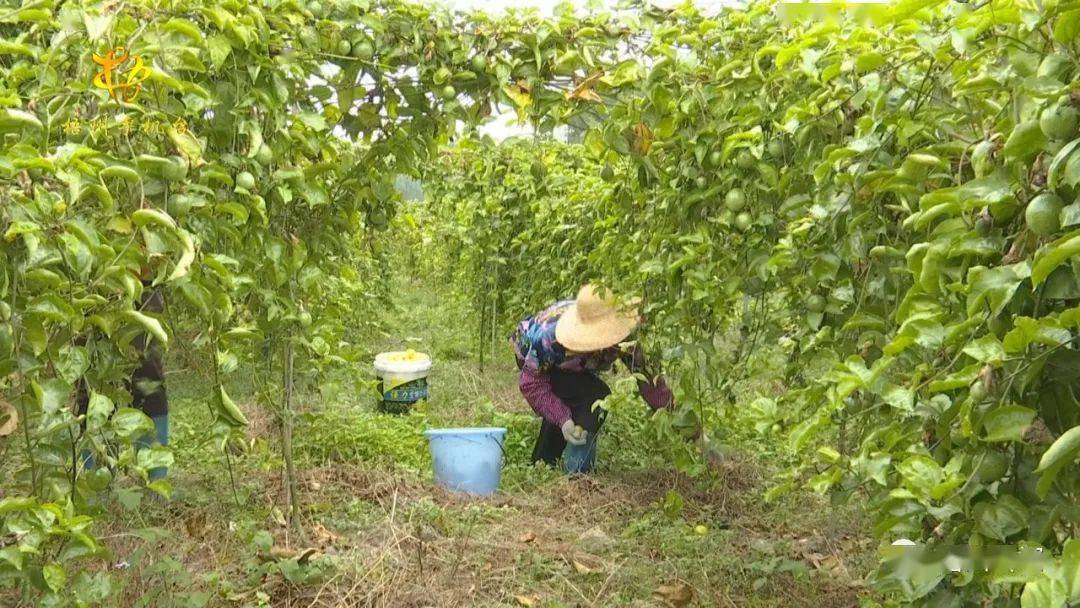 助力脫貧攻堅和鄉村振興,新慶鎮高田村就通過發展種植黃金百香果特色