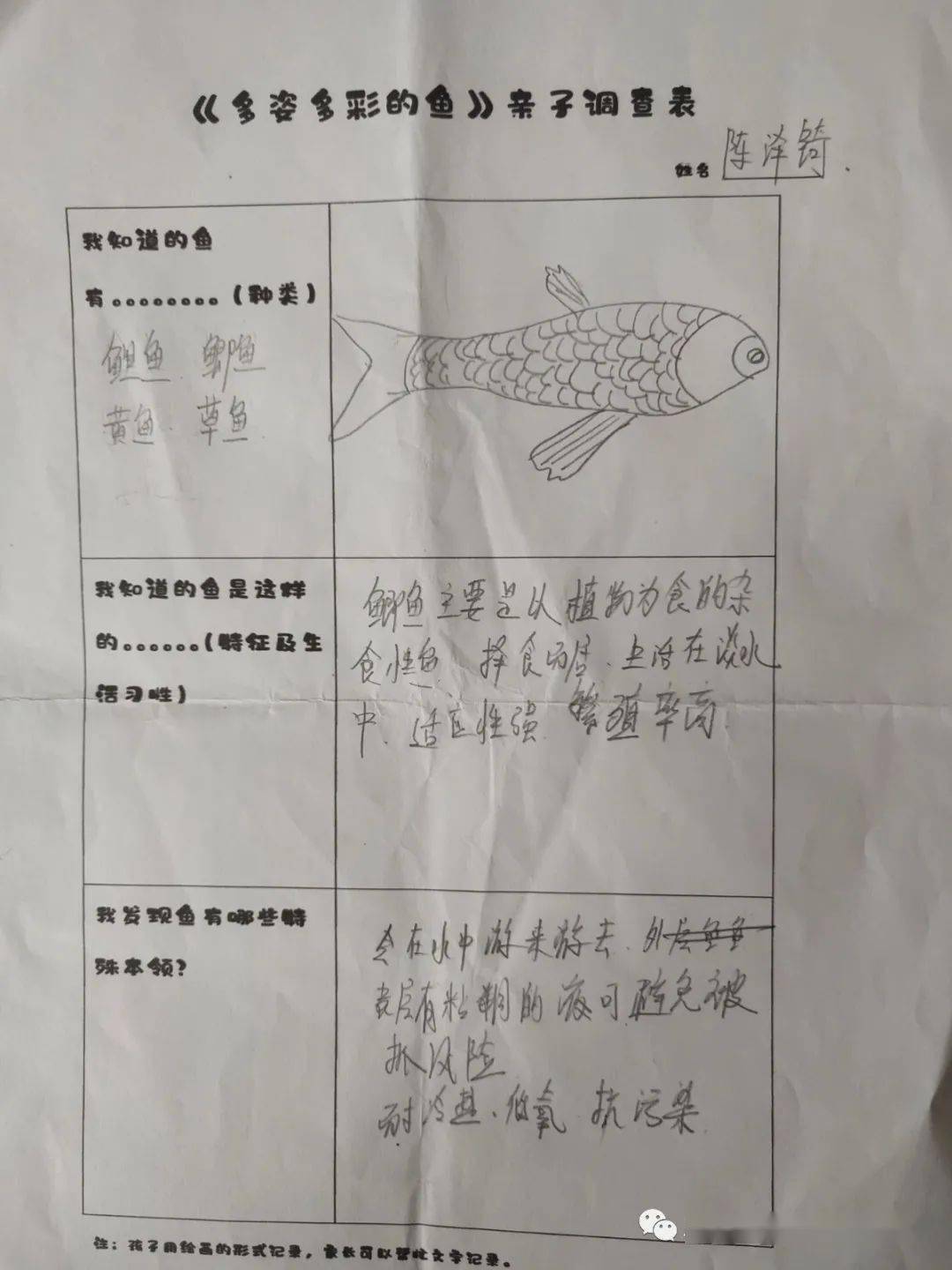 幼儿园主题鱼调查表图片