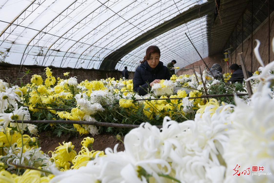 河北宣化 大棚菊花香飘脱贫路 陈晓东