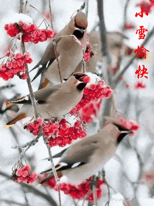 今日小雪把最美好的祝福送给您