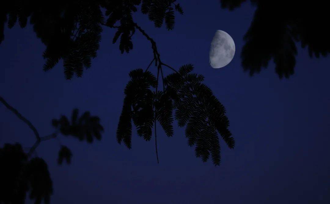上弦月●依稀可见脚踩滑板的女孩透过纯净的月色似是少女蛾眉凉月弯弯