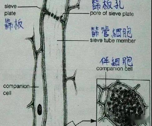 在茎节的节段部位内部微管束或韧皮部的筛管内(连通上下细胞的通道)会