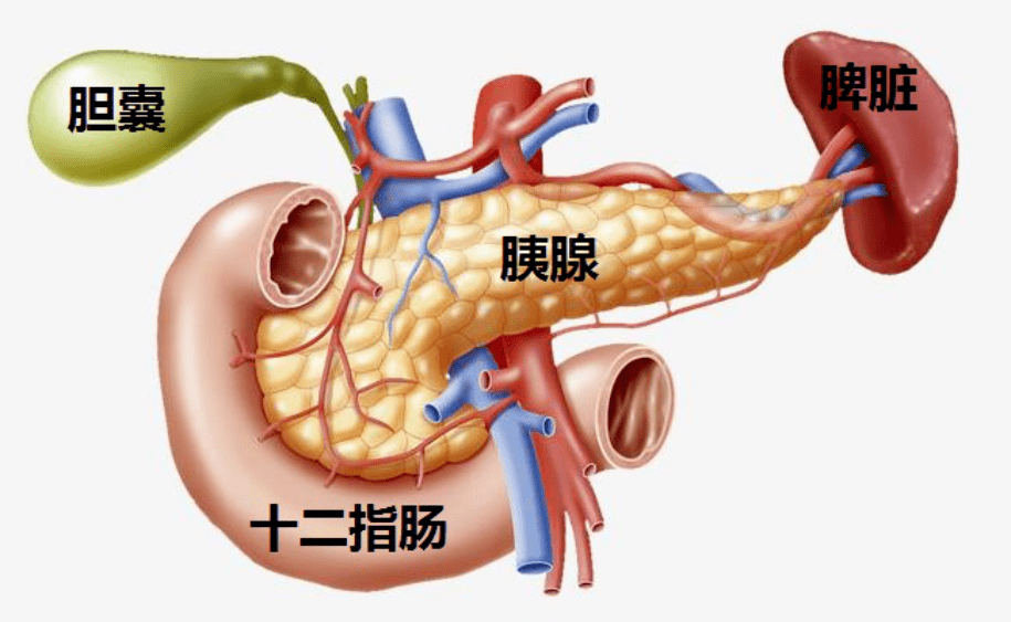 通俗來講,廣州人叫豬橫脷的那個部分就是豬的胰腺.