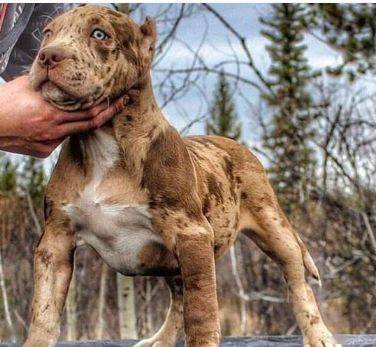 我们都错了它不是一个坏孩子这4个理由让你爱上比特犬