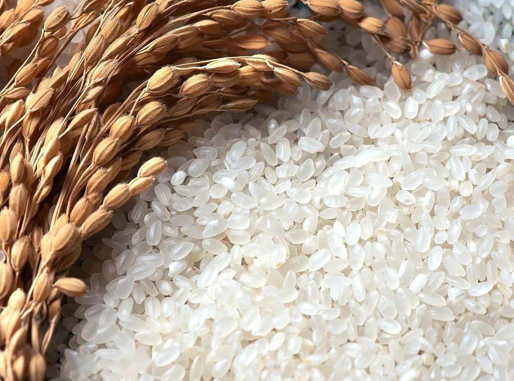 手中有粮,心中不慌,宁夏产好米!_大米