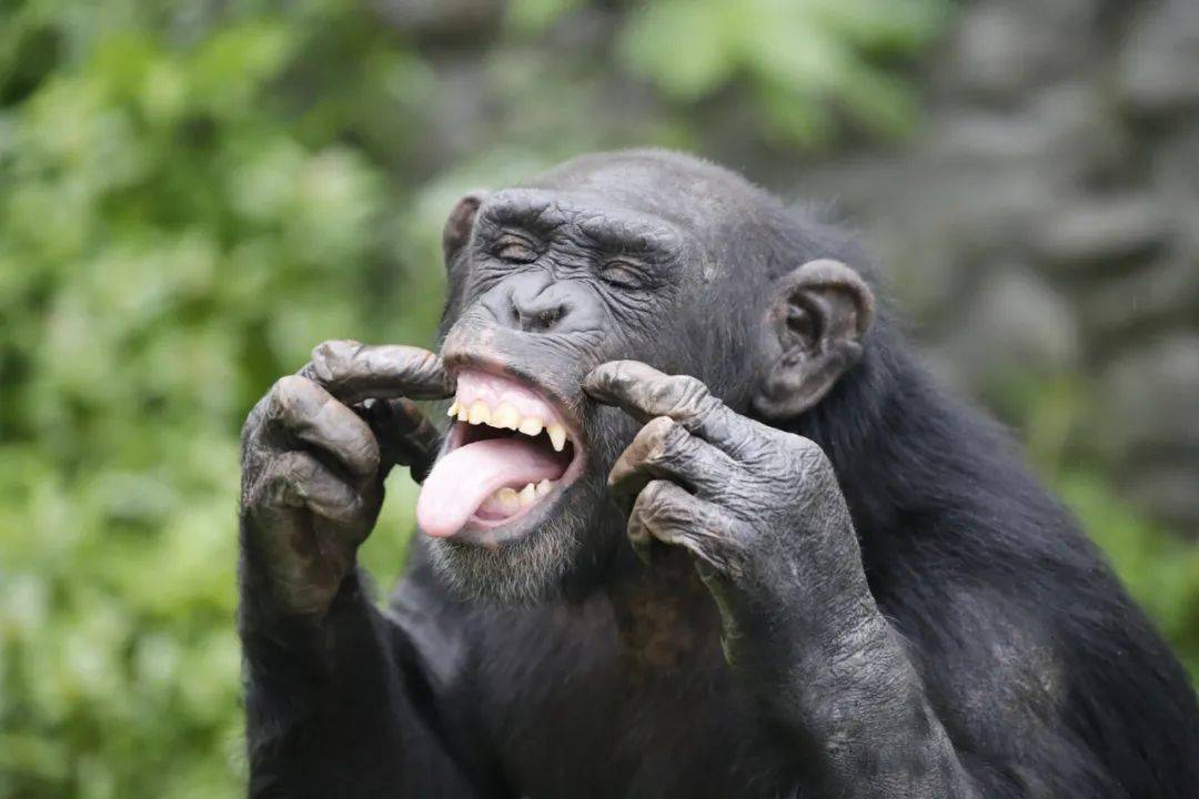 搞笑大猩猩图片 爆笑图片