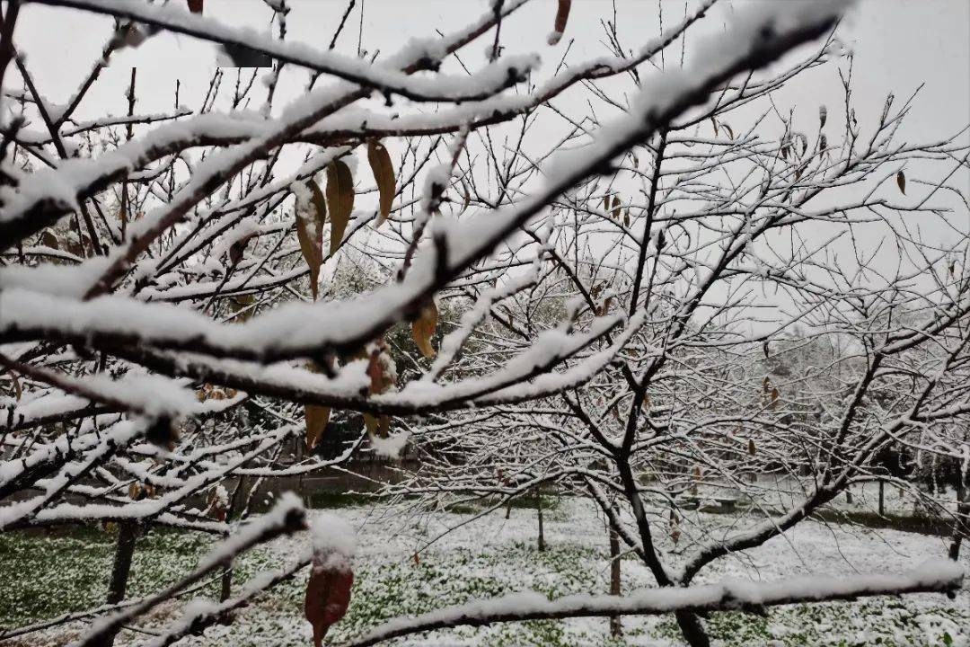 初雪霜雪落满头也算共白首