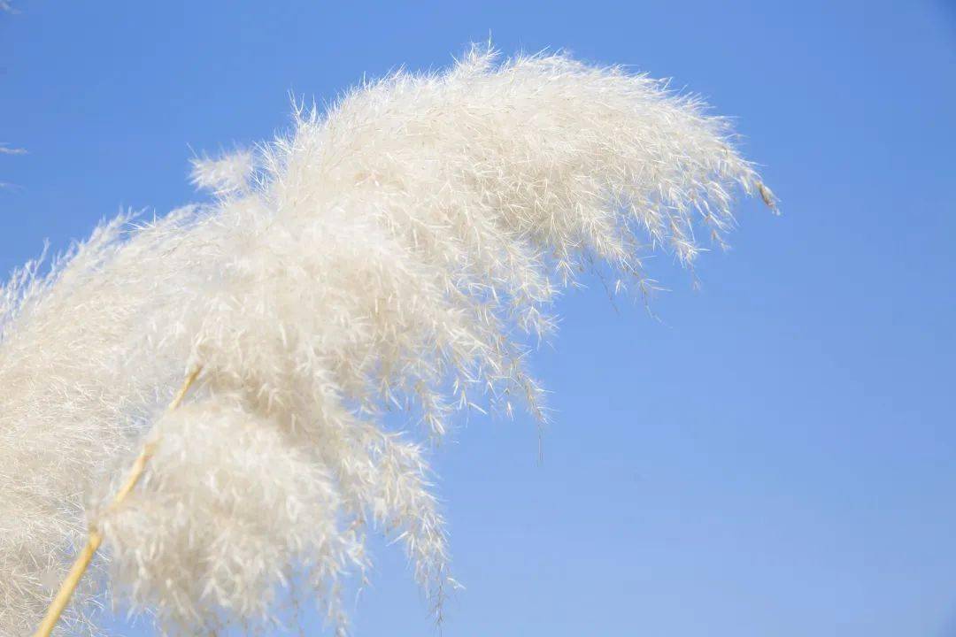 芦苇花白那是季节里轻轻柔柔的想念