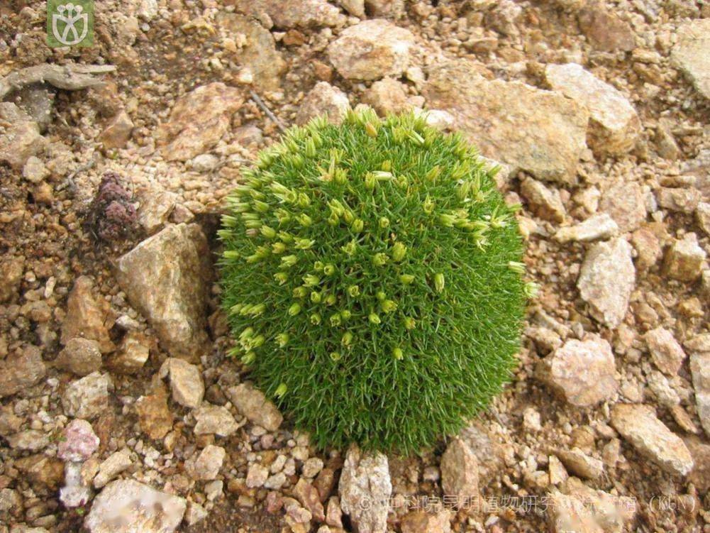 新疆戈壁滩上的植物图片