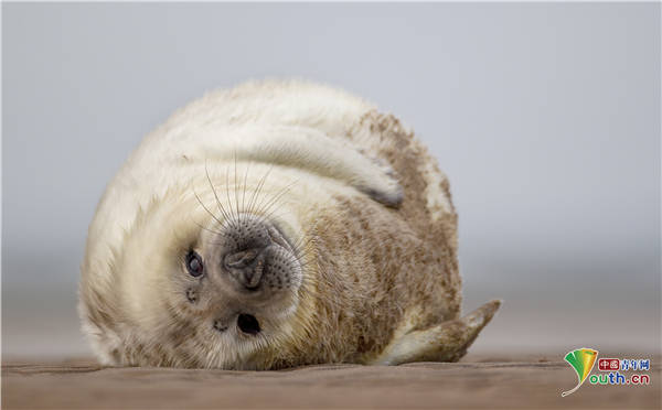 萌翻了!灰海豹宝宝慵懒躺沙滩自娱自乐