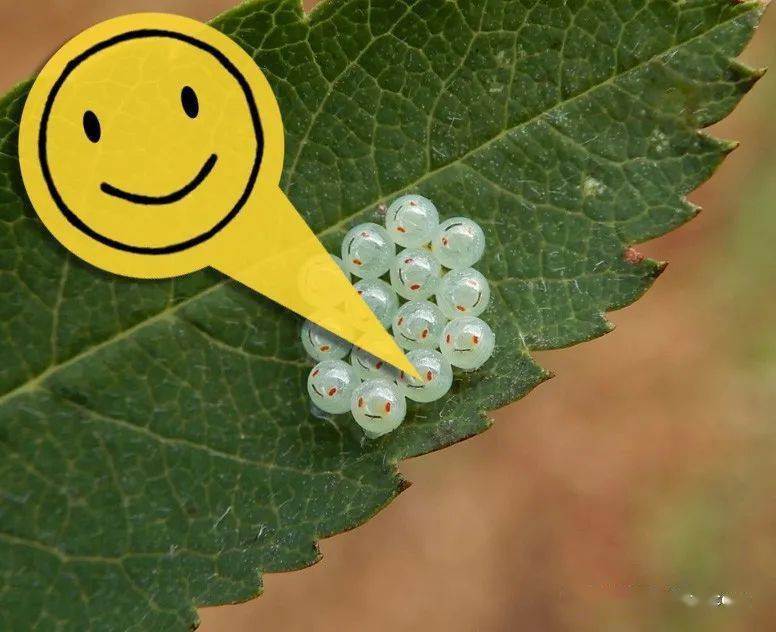 这个笑脸的近似一种昆虫的卵这就是今天要介绍的-红足真蝽红足真蝽