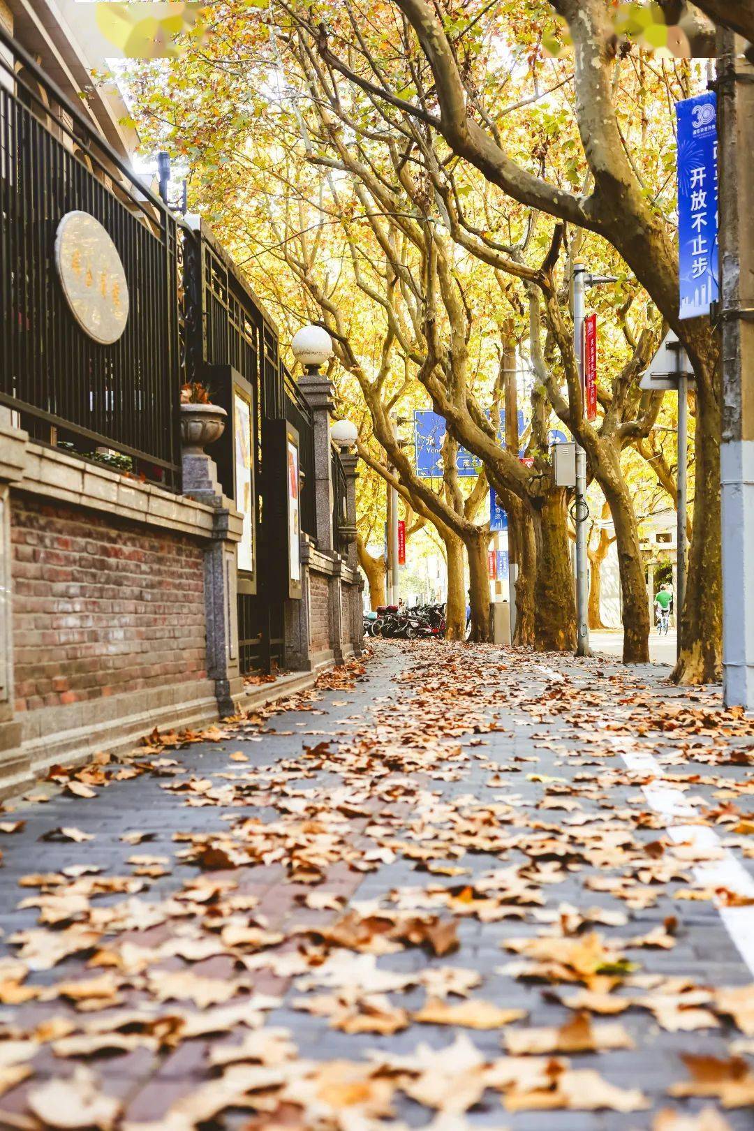 去不了京都看枫叶但上海的落叶已经迎来了高光时刻