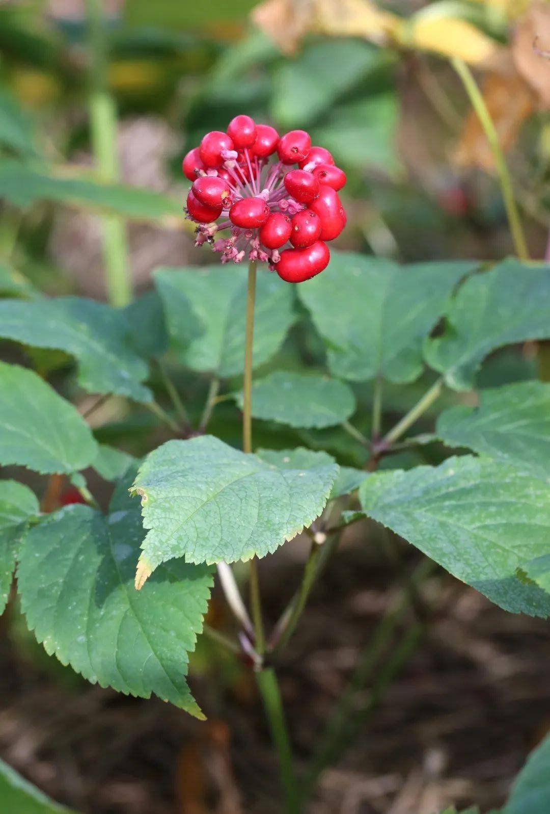 科普课堂中国药用植物