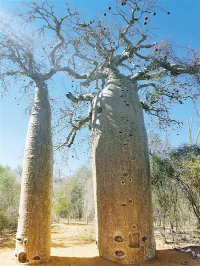 非洲"长寿树"落户郑州植物园