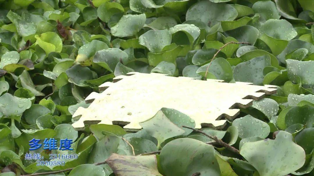 近日,这个东西在清溪河上泛滥_水葫芦