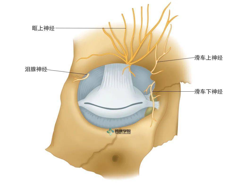 眶上神经的位置示意图图片