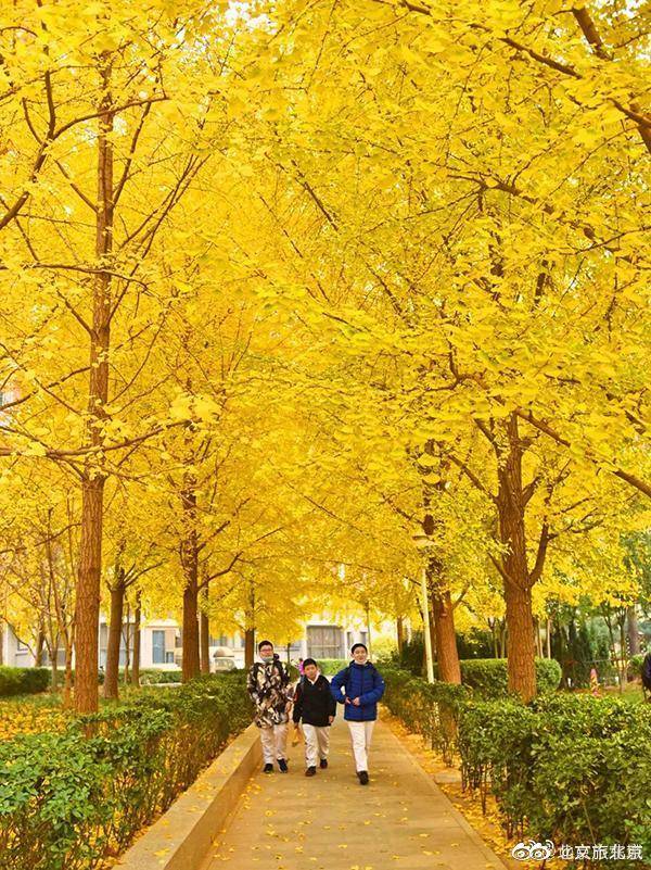 东花市街道黄昏美景_手机搜狐网