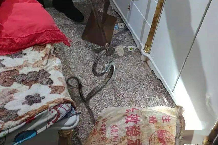 吓死了!一条蛇爬进居民家中