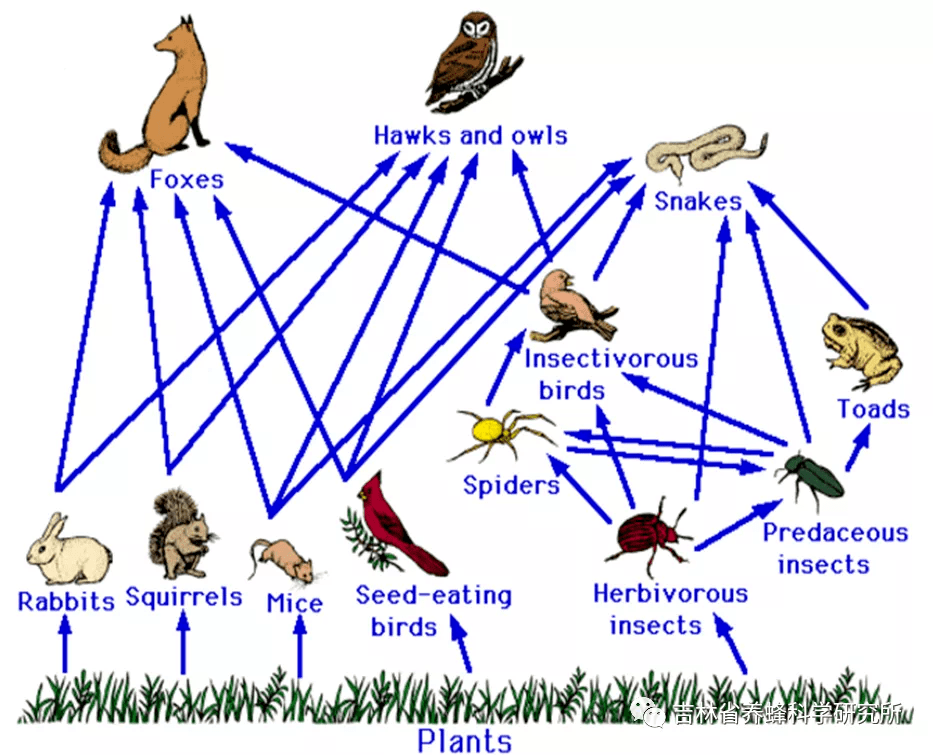 象形计划第20期i勤劳的打工蜂一生忙碌只为地球的生物多样性