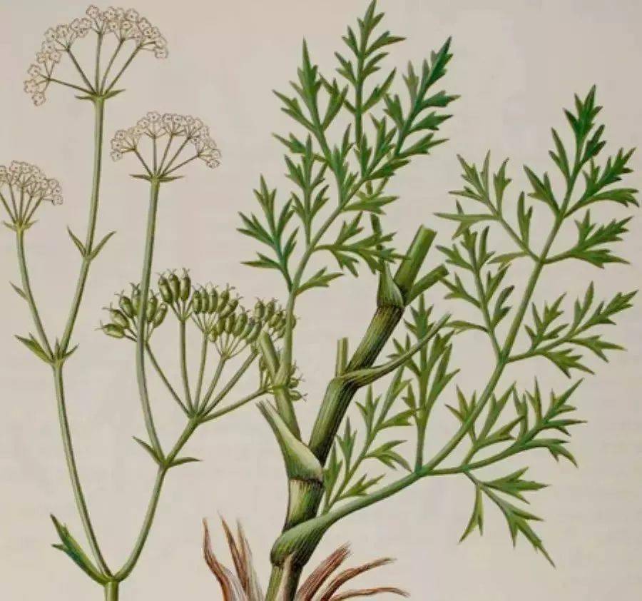 点击可放大:文风,屏风,回风,北风,风肉,关防风,东防风,口防风,山防风