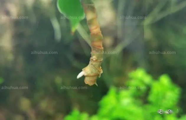 简单几步就能轻松水培百合竹!-搜狐大视野-搜狐新闻
