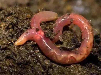 还卖1000元/斤!_蚯蚓