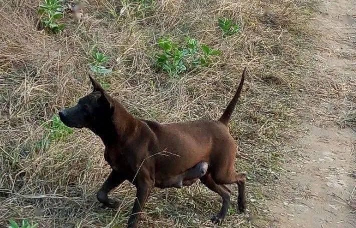 湖北的箭毛下司犬作为中华本土猎犬,它被称为全能猎犬能与德国牧羊犬