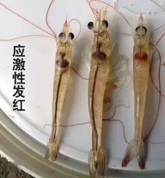 对虾红体不要盲目用药找准方法才是硬道理